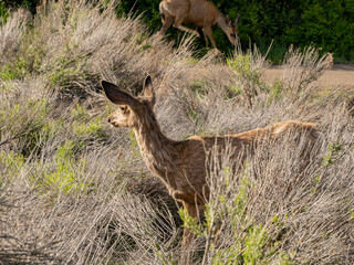 Close up shot of deer in Morefield Campground