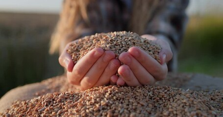 Child hands with grain in the sun. Organic farming concept