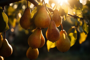 Pear fruits growing in the garden, backlight. Generative AI