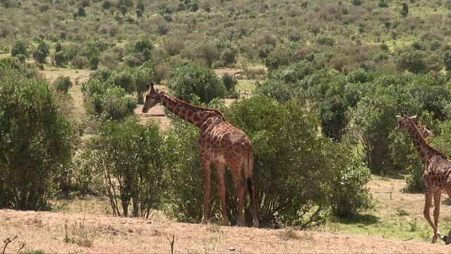 A giraffe with a long neck leisurely eating