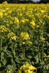Obraz premium Campo de canola colza. Close em flor amarela em um dia ensolarado na natureza.