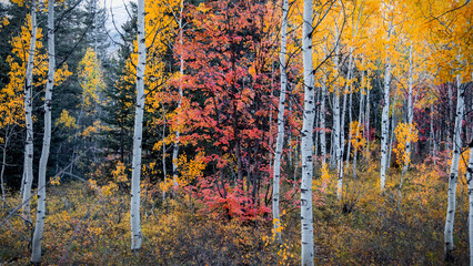 Fototapeta premium Colorful silver birch trees in Wasatch mountains Utah during autumn time.