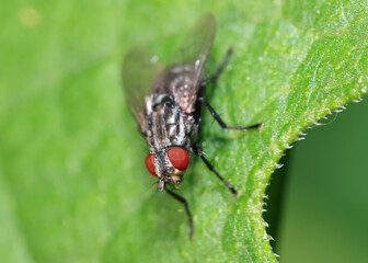 Close up view of a fly with red eyes on a green leaf