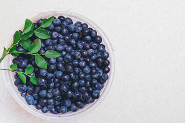 Fresh blueberries closeup in plastic white bucket with fresh branches with green leaves. Ripe...