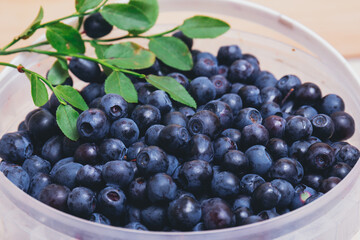 Fresh blueberries closeup in plastic white bucket with fresh branches with green leaves. Ripe blueberries. Macro shot.