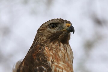 Hawk bird portrait 