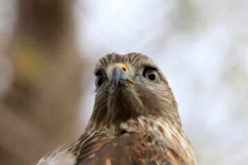 Portrait of a wild hawk bird 