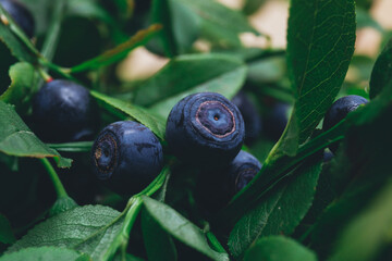 A lot of ripe blueberries in the wild on branches. Blueberry bush with berries on it. Ripe blueberries in forest. Macro shot.