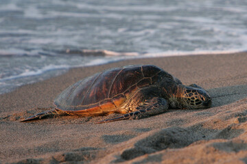 A green sea turtle comes to the beach at Kona Village on The Big Island, Hawaii to lay eggs before returning to the Pacific Ocean. (Photo/Will Powers)
