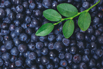 Fresh blueberries partly covered by fresh branch with green leaves. Ripe blueberries. Macro shot. Top view.