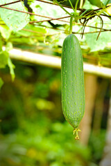 Towel gourd (Luffa acutangula) on a vine in garden. The dried fibrous tissue is used to make bathroom loofah & to clean utensils, hence the plant’s other name ‘dish rag gourd’. 