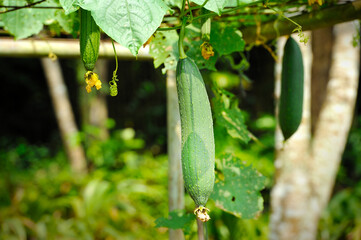 Towel gourd (Luffa acutangula) on a vine in garden. The dried fibrous tissue is used to make bathroom loofah & to clean utensils, hence the plant’s other name ‘dish rag gourd’. 
