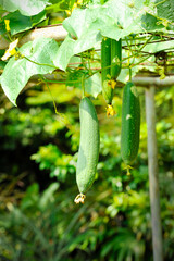 Towel gourd (Luffa acutangula) on a vine in garden. The dried fibrous tissue is used to make bathroom loofah & to clean utensils, hence the plant’s other name ‘dish rag gourd’. 