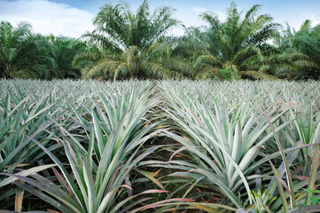 Pineapple and Oil palm plantation in Johor, Malaysia.