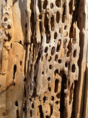 Dead Tree Full of Holes and Channels from Wood Earing Ants