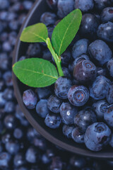 Fresh blueberries with a green branch on top in black bowl on blueberries background.  Macro shot. Bowl filled with ripe blueberries.
