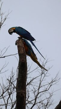 Araras Canind&eacute; na cidade de Uberaba, Estado de Minas Gerais, Brasil
