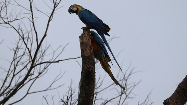 Araras Canind&eacute; na cidade de Uberaba, Estado de Minas Gerais, Brasil