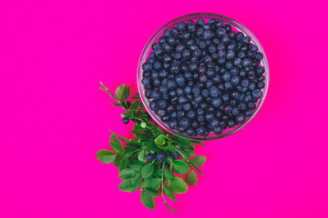 Glass bowl filled with ripe blueberries and a row of lying branches of blueberries with berries on a pink background. Top view