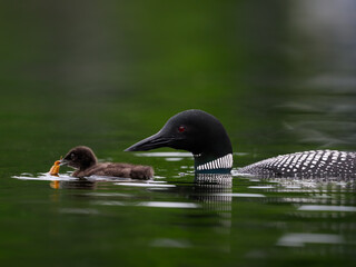 Common Loon feeding its chick with a crayfish in green water