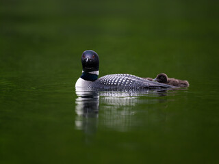 Common loon with chick  swimming in green water, portrait