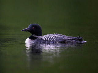 Common loon swimming in green water, closeup portrait