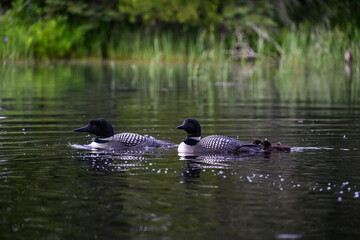 Male and female common loons with two chicks swimming in green water 
