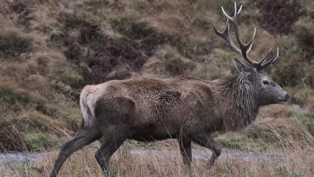 Red deer grazing in the Scottish highlands in autumn on an overcast day.