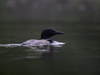 Common loon swimming in green water, closeup portrait