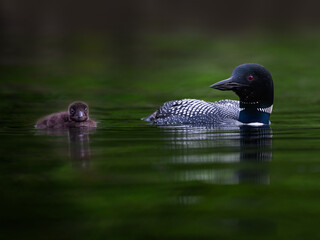 Common loon with chick  swimming in green water, portrait