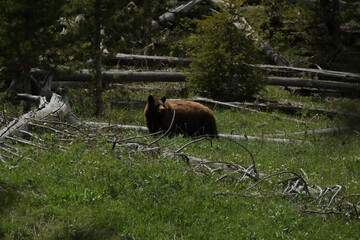 A brown bear just out of hibernation with its cub forage for food inside Yellowstone National Park