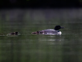 Common loon with two chicks swimming in green water 