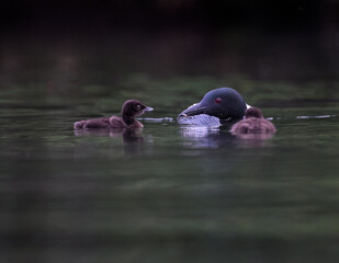 Common loon swimming in green water and feeding its baby loonlet