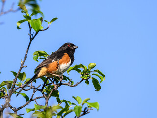 Male Eastern Towhee on tree branch against blue sky