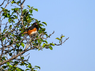 Male Eastern Towhee on tree branch and calling against blue sky