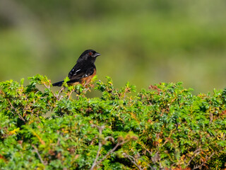 Male Eastern Towhee on tree branch against green background