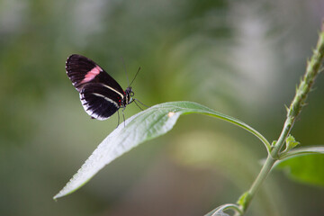 A moth rests on a plant