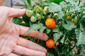 Orange cherry tomatoes. Tomatoes harvest season.Hand picks from the bush. Small orange tomatoes in...