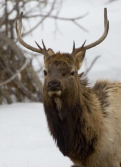Elk outside Estes Park, Colorado at the entrance to Rocky Mountain National Park
