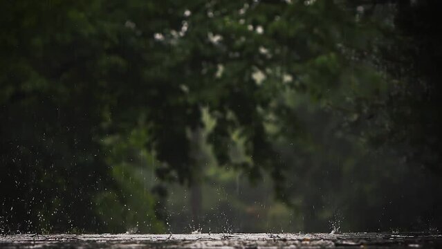 Strong showers pouring down a tree forest avenue in the rain during the summer monsoon season, transparent raindrops and water droplets bouncing on the ground, slow motion
