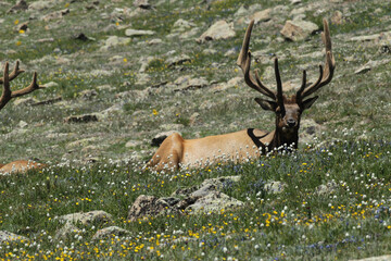 Elk in Rocky Mountain National Park