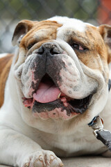 Fototapeta premium english bulldog