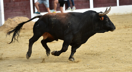 un toro bravo español en una plaza de toros durante un espectaculo de toreo