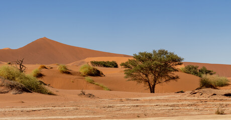 Panoramic Image of Sussusvlei Dunes in Early Morning Light in Namibia Africa