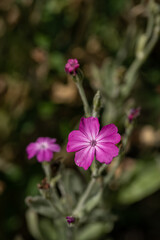 Fototapeta premium Pink flower of the tap plant.