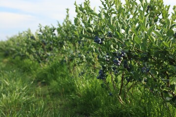 Blueberry bushes growing on farm outdoors, space for text. Seasonal berries