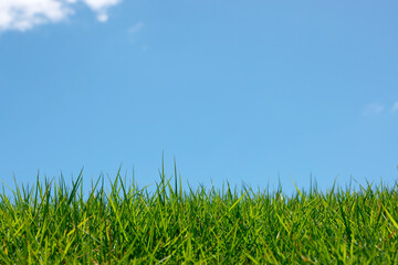 青空と芝生