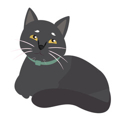 Gato negro viendo hacia arriba muy tierno sin patitas visibles