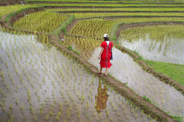 Pretty Asian woman dressed in Karen minority ethnic culture walks in the beautiful rice terrace field during the rice growing season at Doi Inthanon Mountain Chom Thong, Chiang Mai, Thailand.