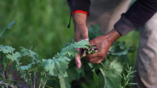 Closeup of farmers hands as he picks and holds kale in a field with dew falling off the leaves.